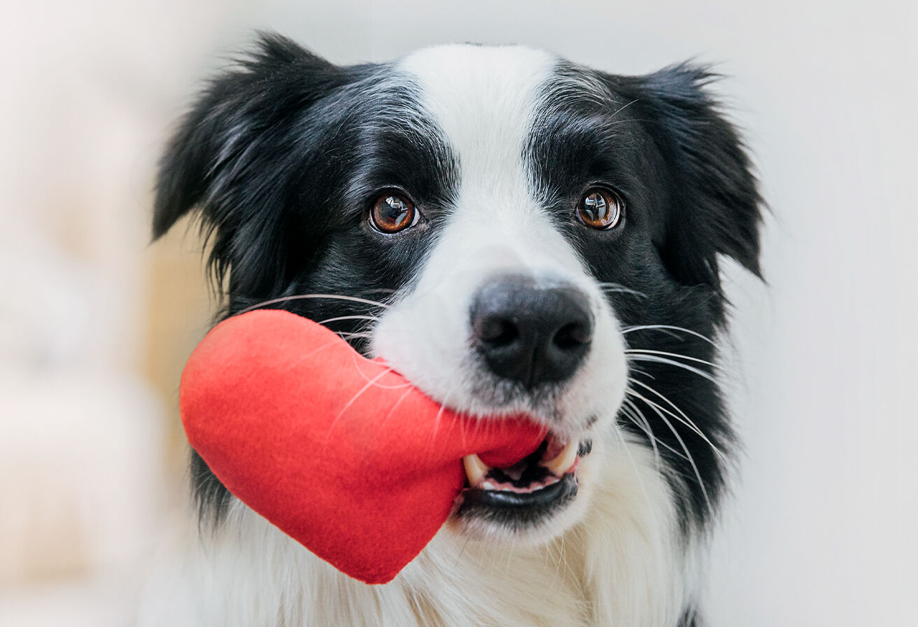 dog with heart shaped toy in mouth
